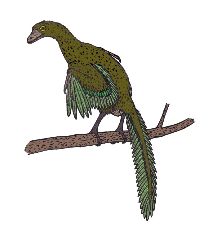 Archaeopteryx habitat