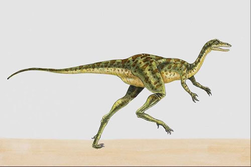 Coelurus facts for kids
