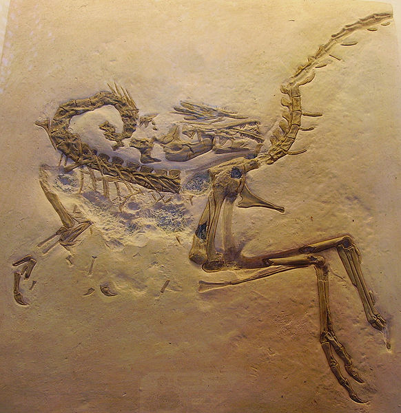 Compsognathus fossils