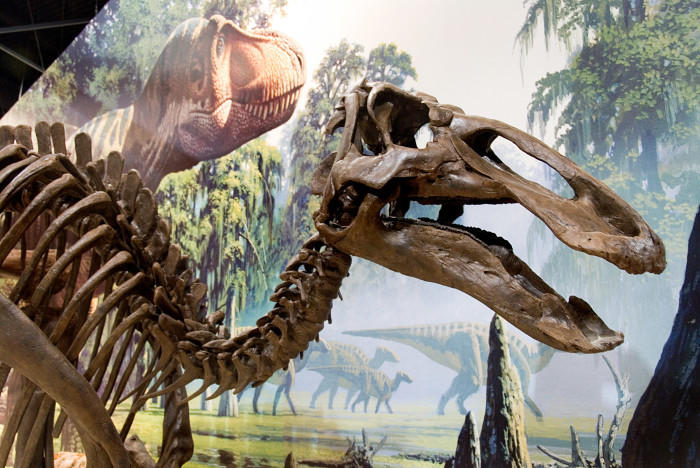 authentic dinosaur bones