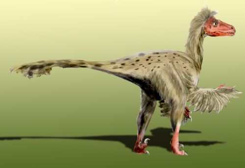 dromaeosaurus fun facts