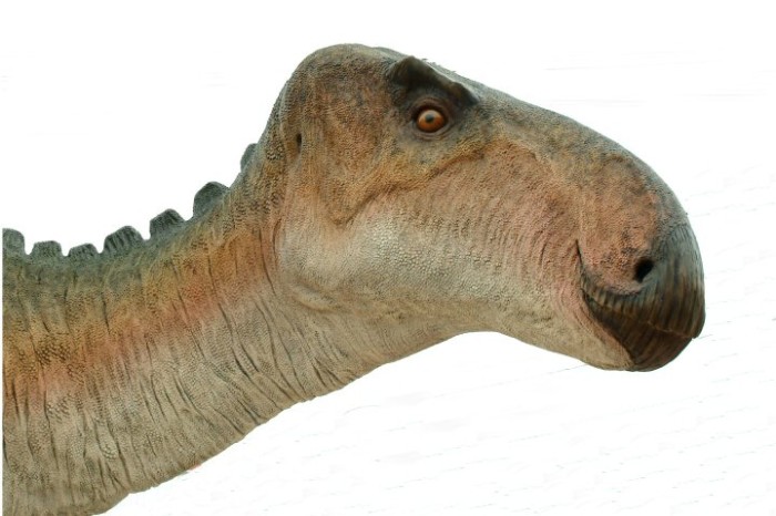 iguanodon head