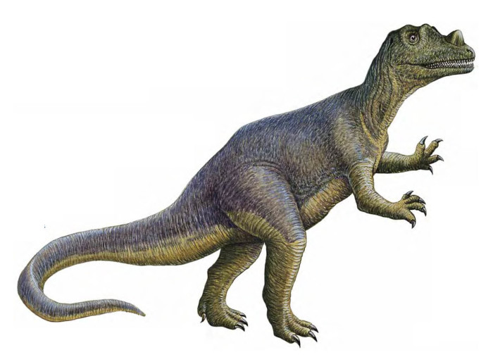 Ceratosaurus height