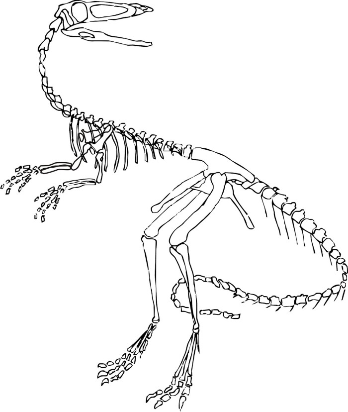 Velociraptor dinosaur skeleton coloring page