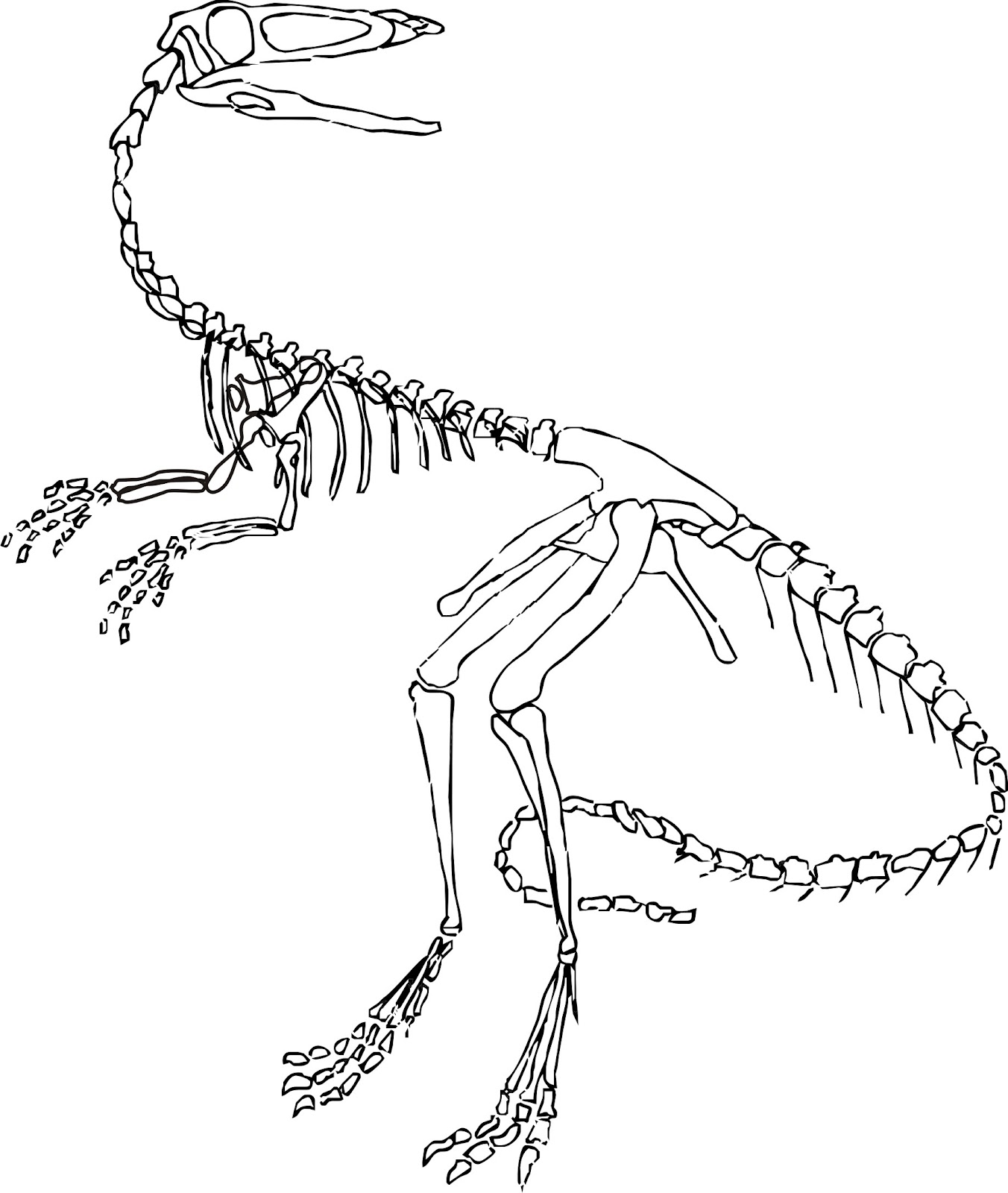 Download Velociraptor dinosaur skeleton coloring page - Dinosaurs Pictures and Facts