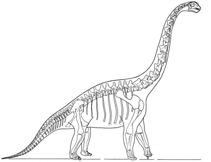 Brachiosaurus dinosaur skeleton coloring page