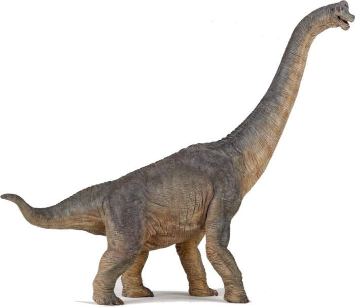 brachiosaurus facts and pictures