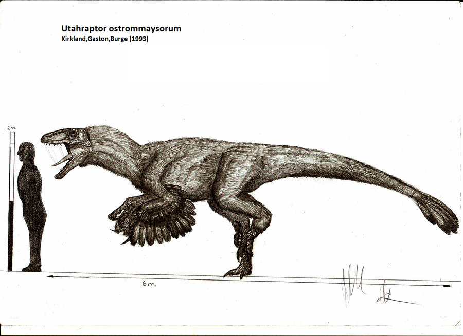Utahraptor size - Dinosaurs Pictures and Facts