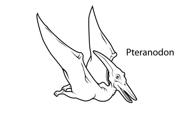 Pteranodon from Late Cretaceous Period in Dinosaur Coloring Page