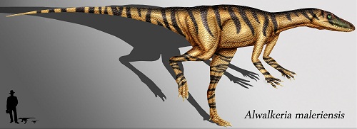 Alwalkeria Dinosaur