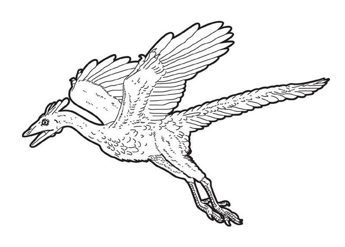 Archaeopteryx coloring page for kids