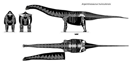 Argentinosaurus Skeleton