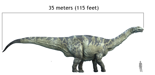 Argentinosaurus height