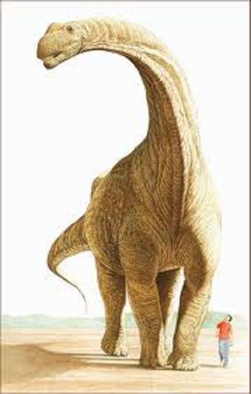 Argentinosaurus size