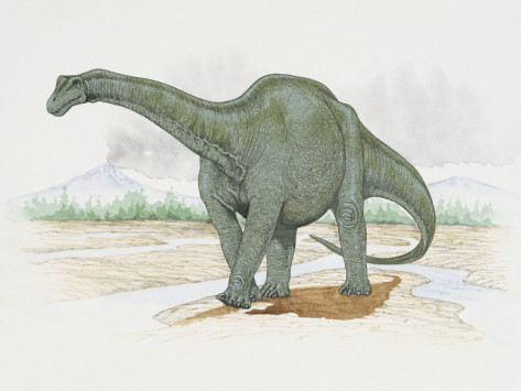 Haplocanthosaurus Facts Sheets