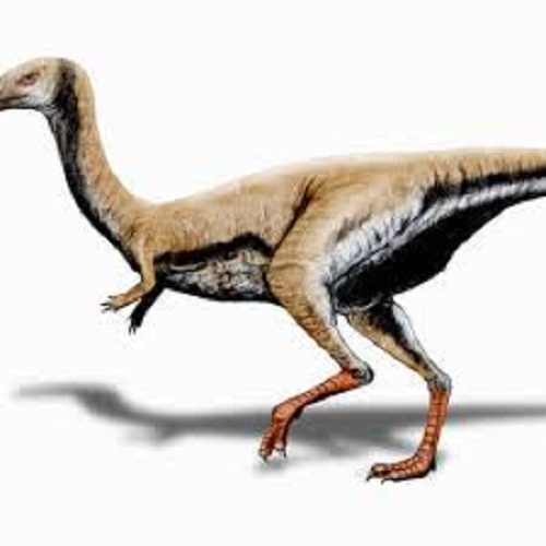 Limusaurus Dinosaur Fact