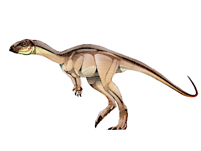 Nanosaurus Dinosaur