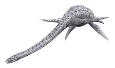 Plesiosaurus Carcass