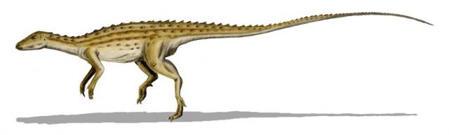 Scutellosaurus Fact