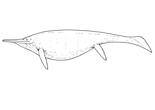 Shonisaurus Sikanniensis