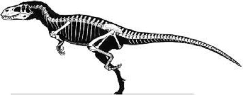 Torvosaurus Skull
