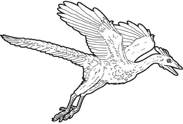 Coloring picture of archaeopteryx