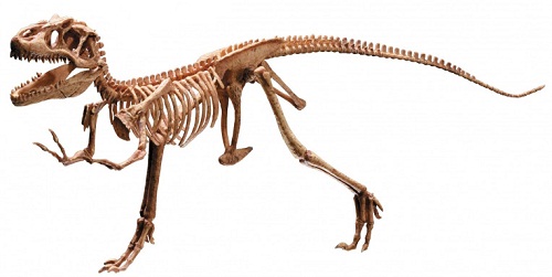 tyrannosaurus rex fossils information