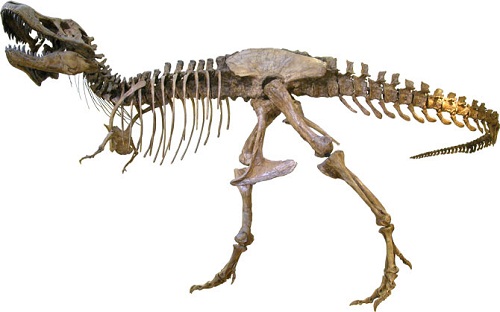 tyrannosaurus rex fossils location