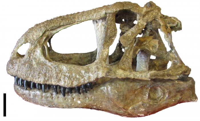 Abelisaurus Skull Fossil