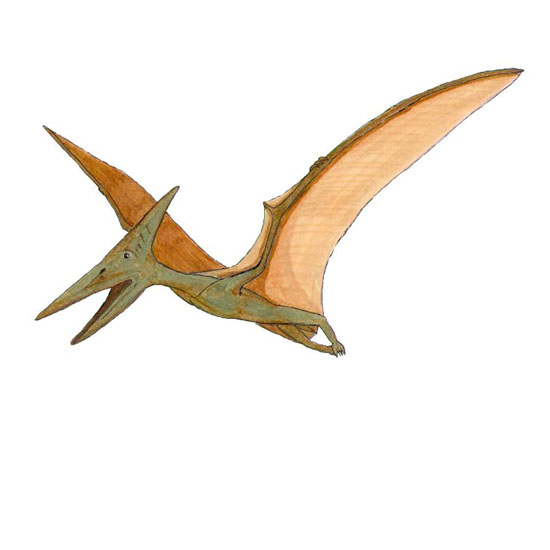 Flying Pteranodon Facts Sheet