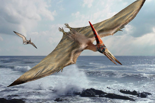 Hunting Pteranodon Facts