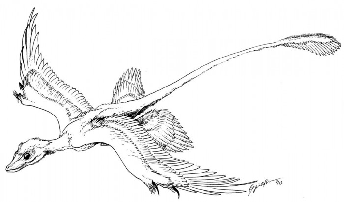 Microraptor Gliding Coloring Pages