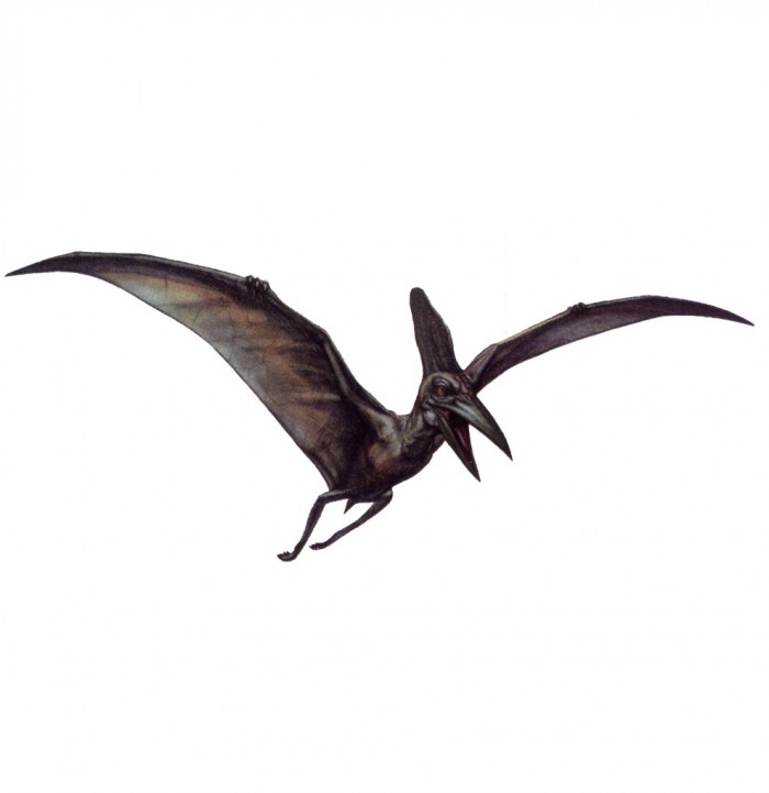 pteranodon interesting facts