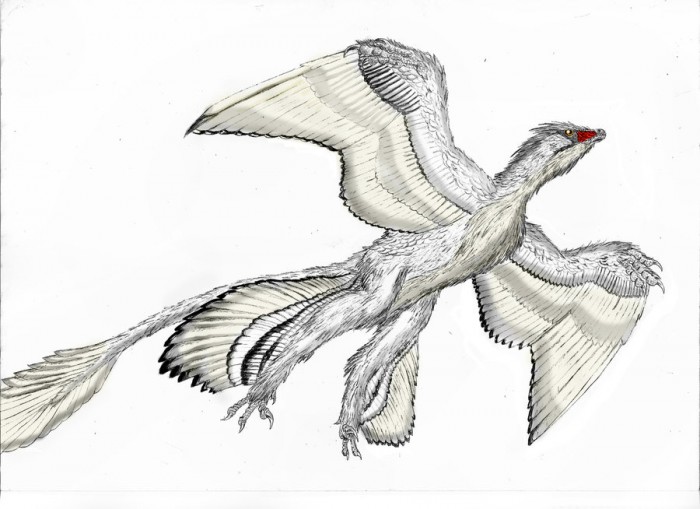 microraptor colouring pages
