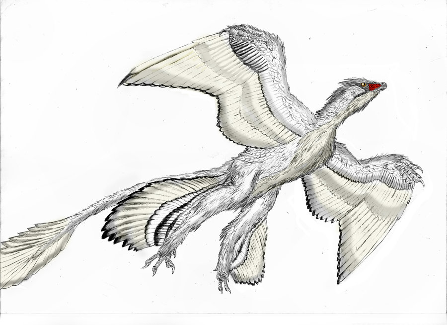 Download microraptor colouring pages - Dinosaurs Pictures and Facts